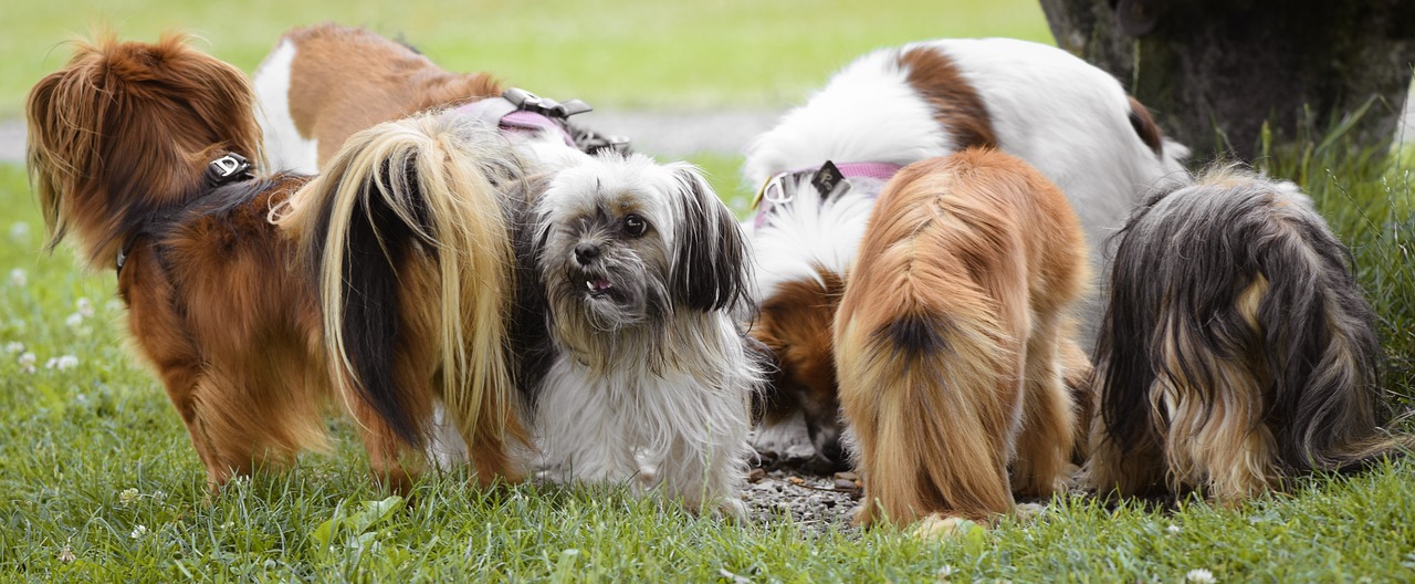 How to Help Your Pet Adjust to a New Feeding Schedule